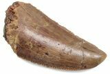 Serrated Raptor Tooth - Real Dinosaur Tooth #376457-1